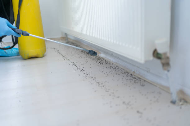 Best Pest Control Treatment  in Lackawanna, NY