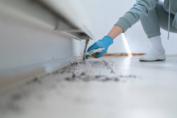 Best Flea Control Services  in Lackawanna, NY